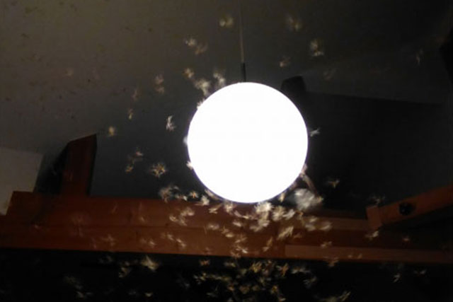 三洋環境社プランナー、一般住宅での駆除実績画像